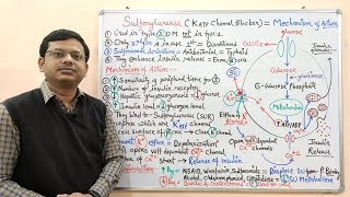 Diabetes Mellitus Part10 Mechanism of Action of Sulfonylurease  Antidiabetic Drugs  Diabetes [upl. by Hcnarb]