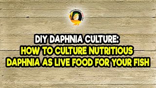 DIY Daphnia Culture How to Culture Nutritious Daphnia as Live Food for Your Fish [upl. by Ayanaj]