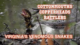 Cottonmouths Copperheads and Rattlers Virginias Venomous Snakes [upl. by Valida166]