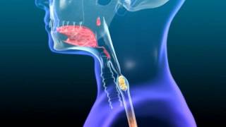 Anatomy amp Physiology of Swallowing  MBSImP Animations [upl. by Colleen]