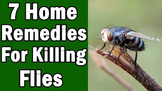 7 Home Remedies For Killing House Flies [upl. by Sadler681]