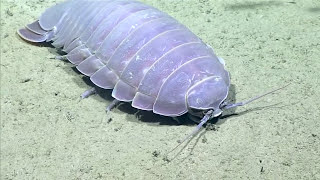 Real Isopod Hours Sure [upl. by Nirik150]