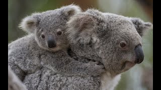 Baby Koala With Mom  Cute Koala Joey Life Native Australian Animals [upl. by Charisse509]