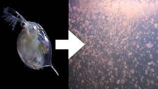 How I Culture Daphnia [upl. by Joye591]