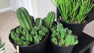 Tips For Care of Euphorbias And Update Of My Euphorbia Collection February 2018 [upl. by Sayette630]