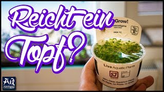 Mit einem Topf ein ganzes Aquarium bepflanzen  AquaOwner [upl. by Nare]