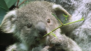 KoalaJungtier ist ein Weibchen I Tiergarten Schönbrunn [upl. by Ecidnak]