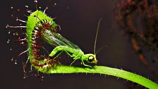 Top 20 Carnivorous Plants That Eat Animals [upl. by Innes977]