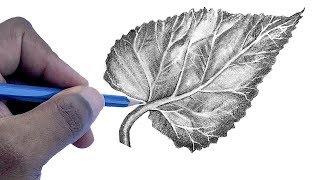 How To Draw A Leaf  Step by Step For Beginners [upl. by Dang574]