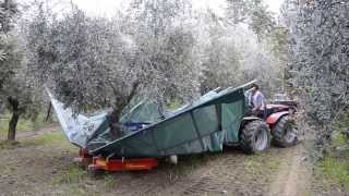 raccolta olive con scuotitore berardinucci [upl. by Akinihs]