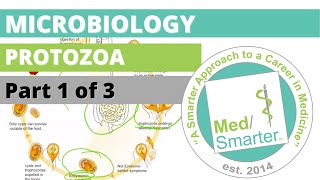 Protozoa  Microbiology  USMLE STEP 1  Part 1 of 3 [upl. by Esenaj]