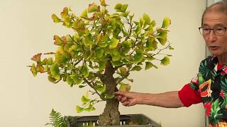 Ginkgo Bonsai [upl. by Abixah]