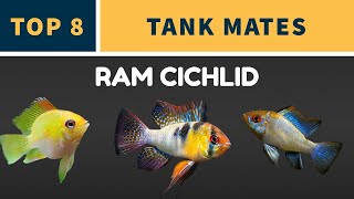 TOP 8 RAM CICHLID TANK MATES [upl. by Sielen]