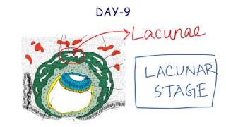 Alcohol Dehydration Reaction Mechanism With H2SO4 [upl. by Adia641]