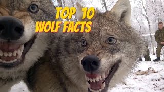 TOP 10 WOLF FACTS  EVERYTHING YOU EVER WANTED TO KNOW ABOUT WOLVES [upl. by Adyam]