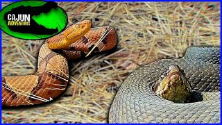 Cottonmouth VS Copperhead [upl. by Ihtraa]