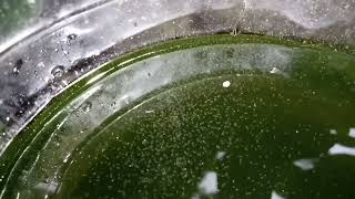 DAPHNIA MOINA CULTURE IN A SMALL BUCKET [upl. by Enida20]