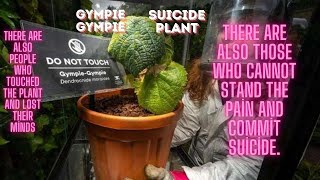 GympieGympie Suicide Plant [upl. by Notsle428]