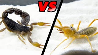 避日蛛VS黑粗尾蠍，Camel spider VS strong black poisonous scorpion [upl. by Pump481]