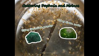 How To Culture Daphnia and Moinas using Green Water Spirulina powder [upl. by Curr660]