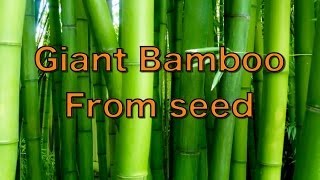 Growing Giant Bamboo from Seed  Phyllostachys pubescens [upl. by Micro189]