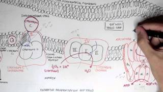 Part II  Oxidative Phosphorylation Electron Transport Chain [upl. by Ariahaj44]