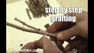 Plant Propagation by Grafting Part 1 step by step [upl. by Varrian]