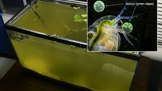 Raising Daphnia for the Freshwater Aquarium [upl. by Jaymee]