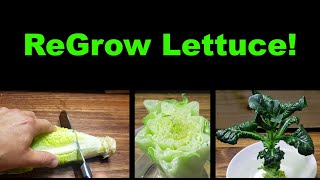 How To Regrow Lettuce From Itself [upl. by Yetta]