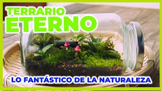 TERRARIO ETERNO  ECOSISTEMA AUTO SUSTENTABLE [upl. by Sivra]