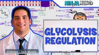 Metabolism  Regulation of Glycolysis [upl. by Ogata589]