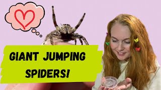 Unboxing GIANT jumping spiders WARNING cuteness overload [upl. by Sanfo]