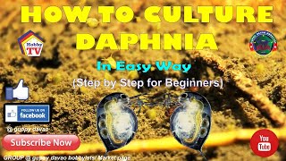 HOW TO CULTURE DAPHNIA In Easy Way [upl. by Krusche851]